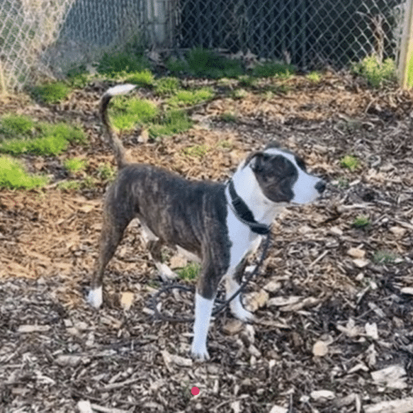 TJj is a brown and white mixed breed, He;s 4 yrs old and medium sized at 52 lbs. He's shown here standing on a dirt ground surface, looking away from the camera.